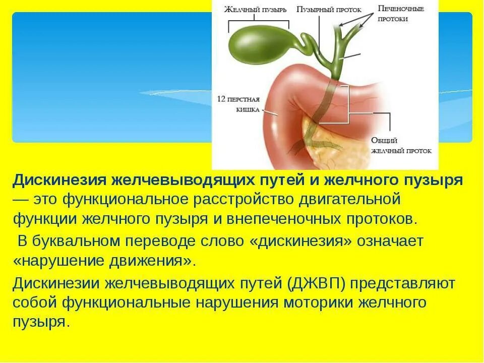 Вырабатывает желчь не содержащую ферменты