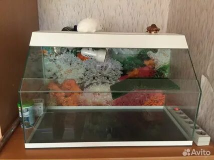 Что нужно для красноухой черепахи