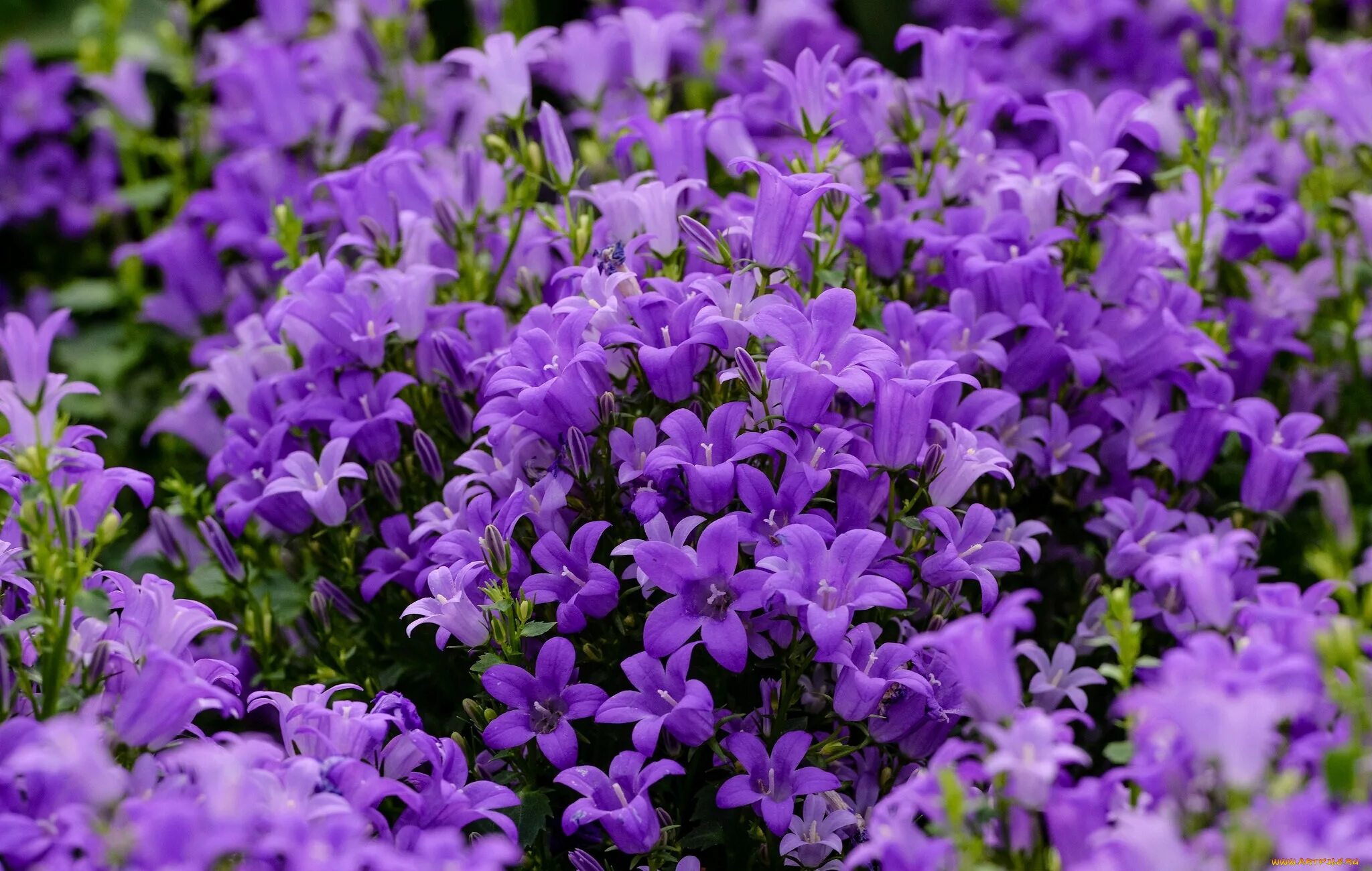 Цветы уличные мелкий. Колокольчик Кампанула. Колокольчик Кампанула Lilac. Кампанула колокольчик сиреневый. Колокольчик Кампанула фиолетовый.