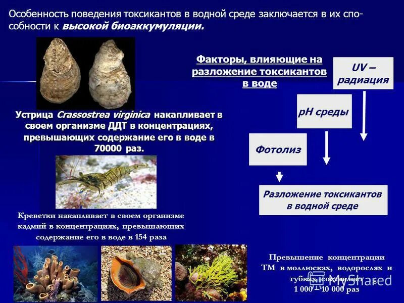 Разложение живых организмов. Разложение в водной среде. Токсиканты биологического происхождения презентация. Влияние токсикантов на растения.