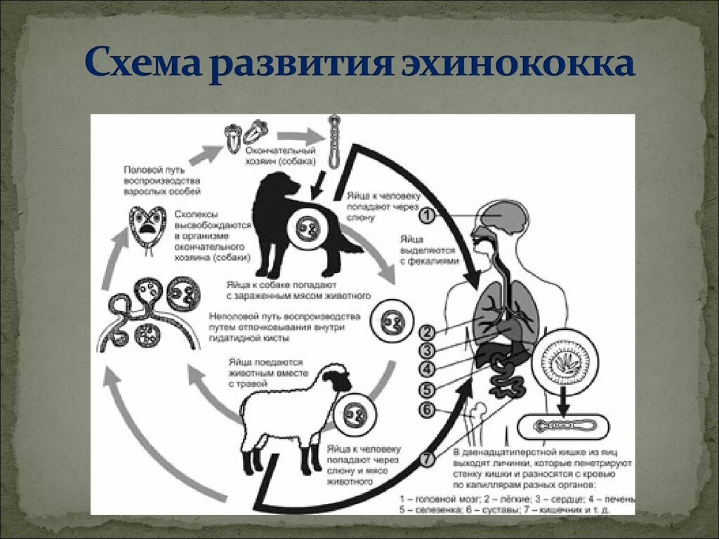 Жизненный цикл эхинококка схема. Биологический цикл развития эхинококка. Эхинококкоз жизненный цикл схема. Цикл развития эхинококка 7 класс биология.