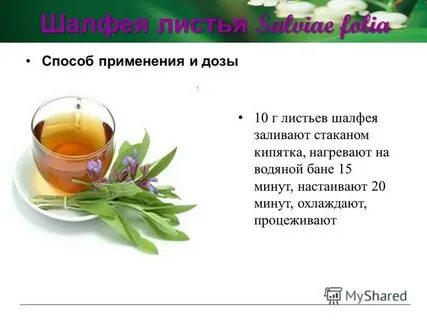 Шалфей польза и вред