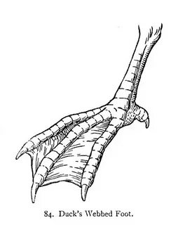 Webbed foot