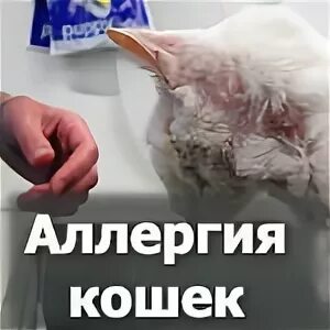 Коты на которых нет аллергии