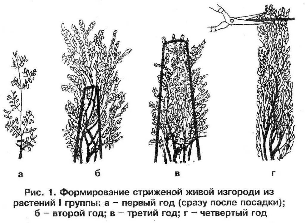 Обрезка кустов живой изгороди. Туя брабант подстрижка. Туя западная смарагд спираль. Стрижка туи смарагд. Топиарная стрижка туи даника.