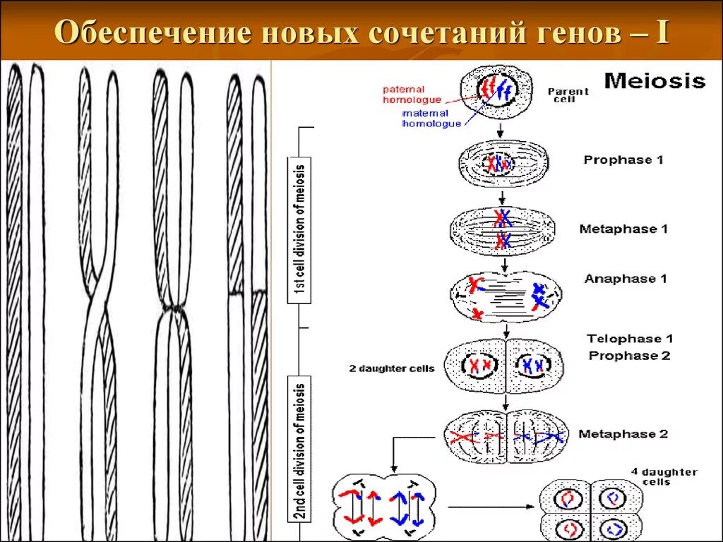 Образование новых комбинаций генов. Новые сочетания генов. Новые комбинации генов. Интересное сочетание генов. Обеспечивает воспроизведение удачных комбинаций генов.