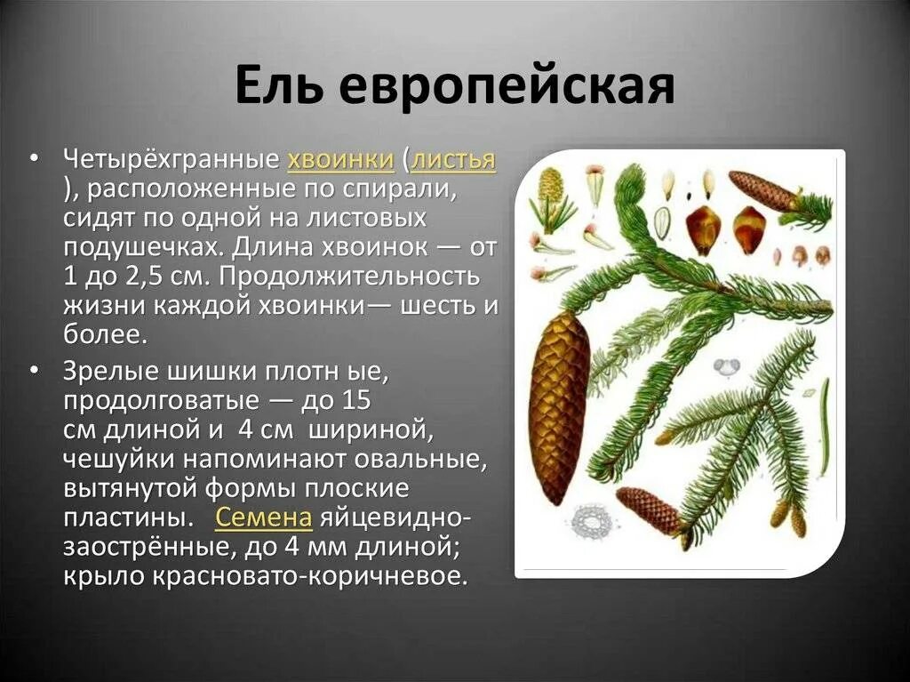 Форма листьев хвои. Ель европейская голосеменное растение?. ель европейская хвоинки. ель обыкновенная голосеменное растение. голосеменные ель обыкновенная.