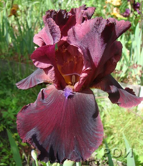 ирис египетский. ирис outspoken. планета ирис что это. голубые ирисы. ирис королевский цветок.