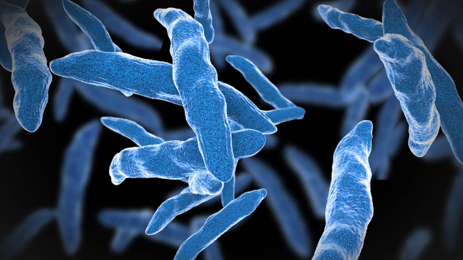 Туберкулез tuberculosis. Микобактериум туберкулёзис. Бактерия Mycobacterium tuberculosis. Возбудитель туберкулеза бацилла Коха.