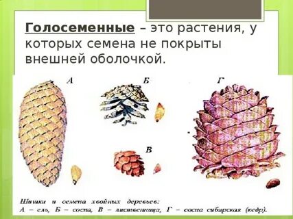 Лабораторная работа по биологии 7 класс шишки