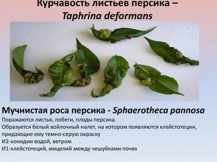 Средство от курчавости персика
