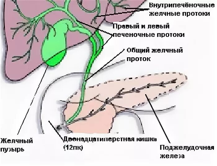 Желчный пузырь у кошек