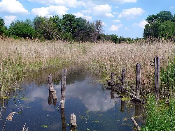 Красный лиман 1-й панинского района воронежской области. Воронежская область панинский район село 1 красный лиман. Село красный лиман панинского района воронежской области. Погода в 2 лиман красный воронежской. Погода в 2 лиман красный воронежской.
