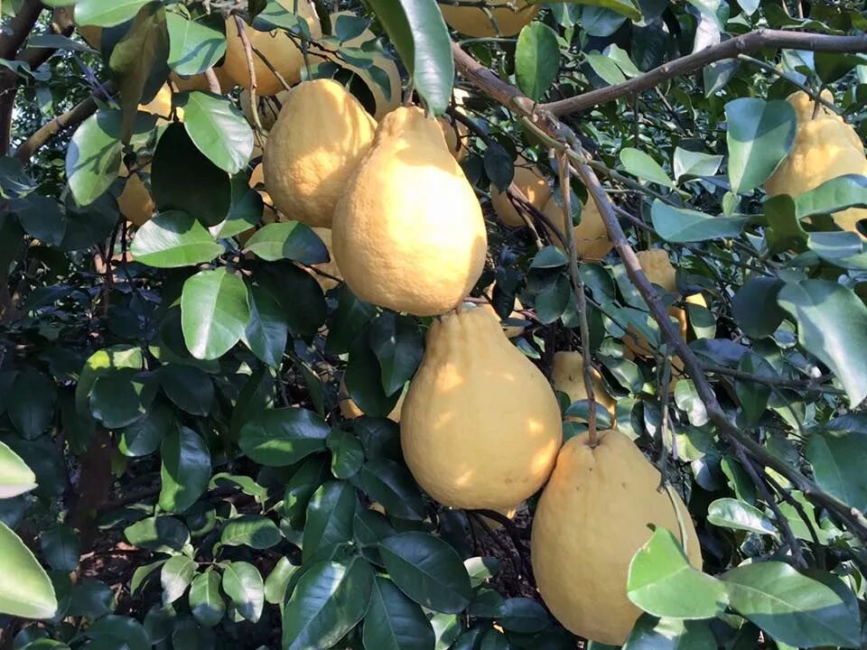 Дерево грейпфрута памела. Помело как растет в природе фото. Помело малайзия. Помело дерево. Помело растение.