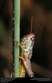 Short horned grasshopper
