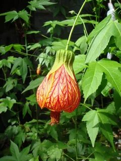 Orange bells