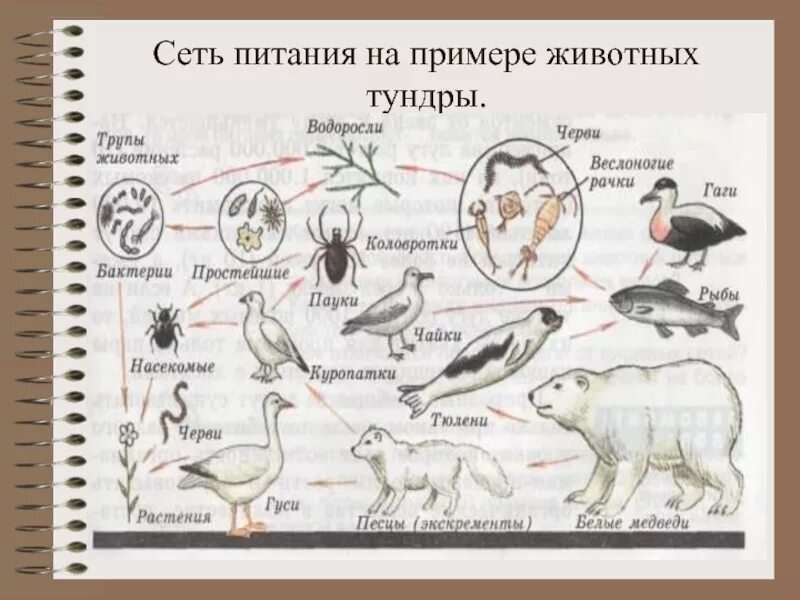 Цепи питания. Пищевая цепочка питания. Что такое пищевая цепь и пищевая сеть. Цепи и сети питания животных. Составить сеть питания