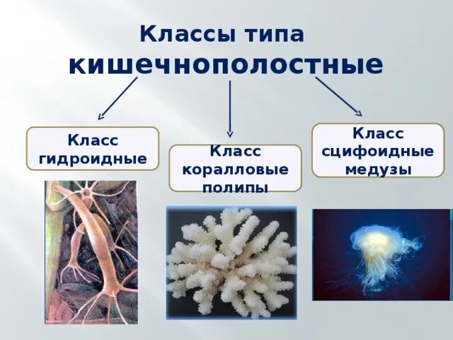 Таблица гидроидные сцифоидные коралловые полипы 7 класс. Тип Кишечнополостные Гидроидные полипы. Гидроидные Сцифоидные коралловые полипы. Тип Кишечнополостные класс Сцифоидные. Класс Гидроидные полипы представители.