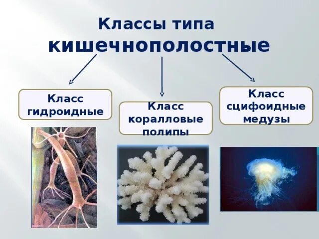 Группы организмов кишечнополостные. Сцифоидные и коралловые полипы. Тип Кишечнополостные класс Сцифоидные. Гидроидные Сцифоидные коралловые полипы. Класс Гидроидные полипы представители.