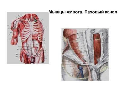 Паховые мышцы