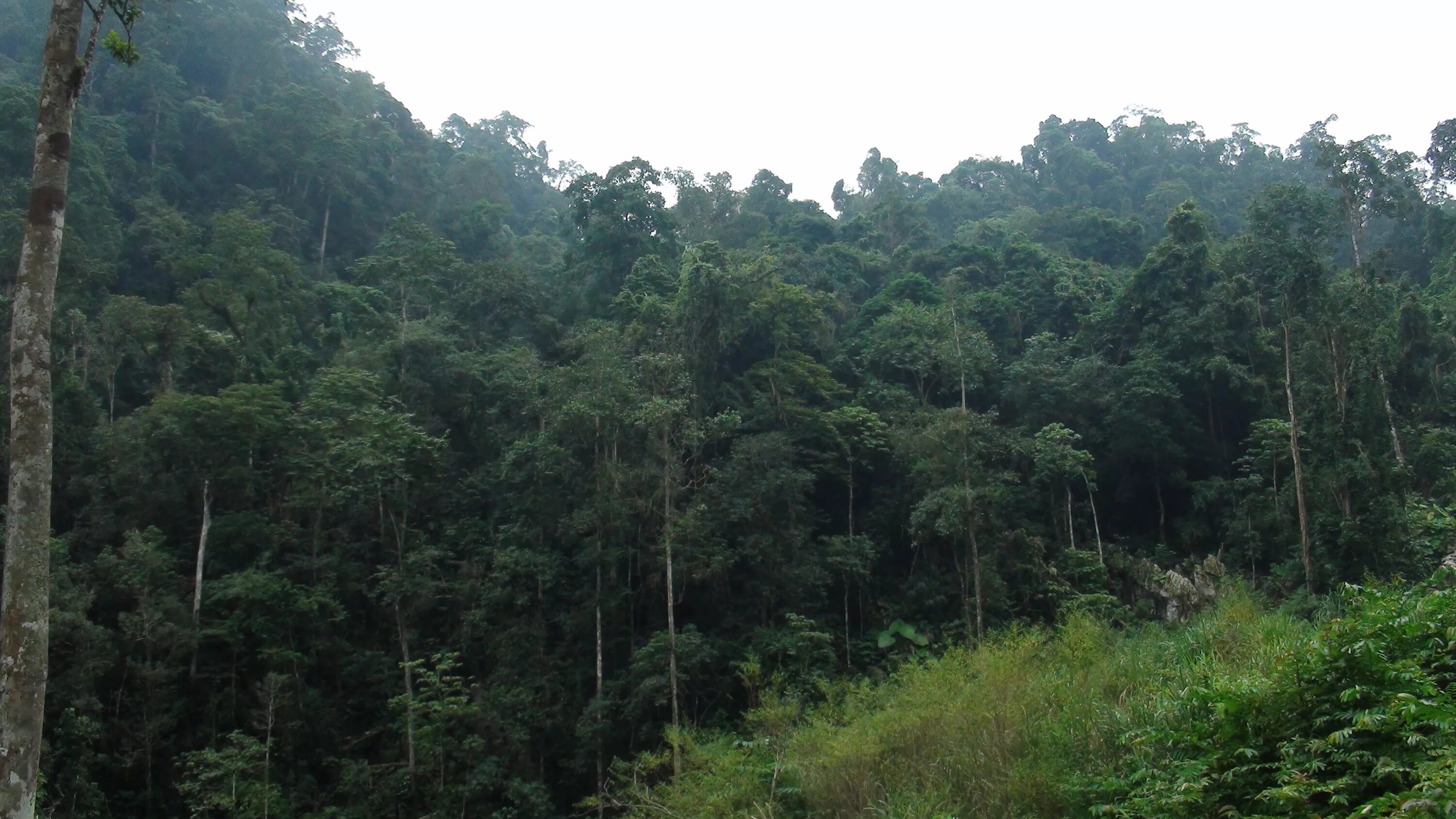 Чуне до алма рунг нинт слушать. Чуне до алма рунг нинт слушать. Кирику мультфильм. Фон из фонга. Мантра здоровья ом бхайкандзе.