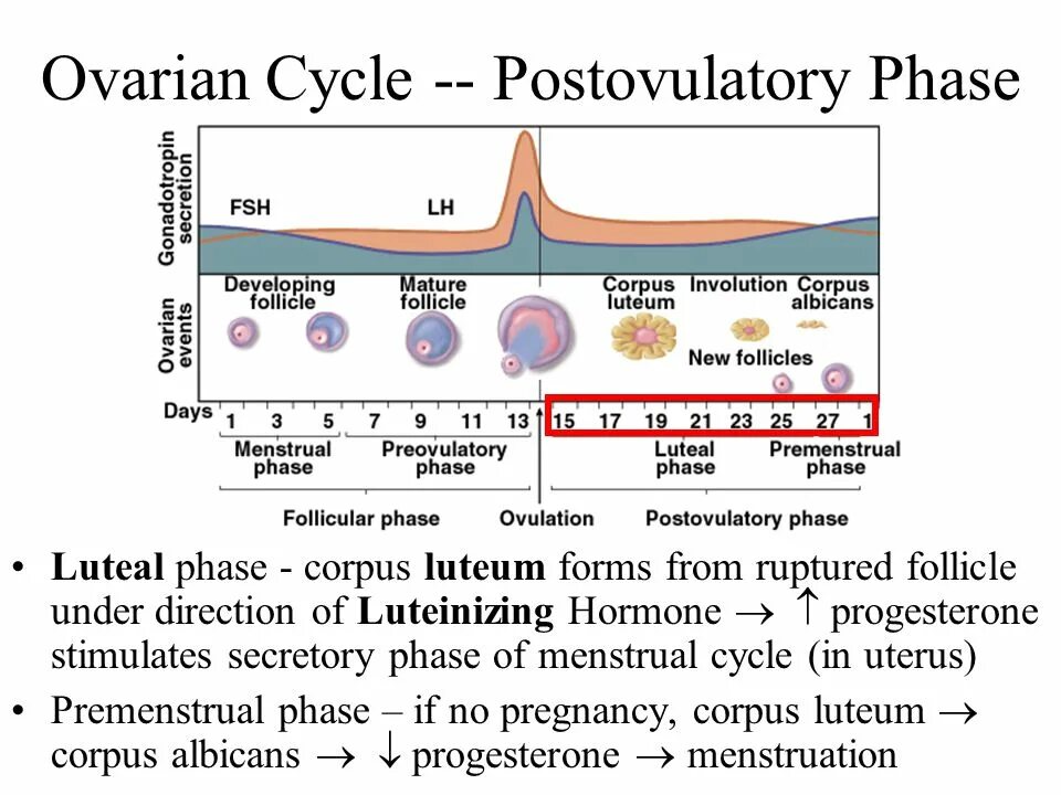 Under phase. Ovarian cycle. ovarian-menstrual cycle. luteal phase. ruptured follicle.