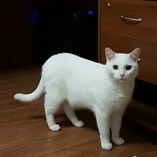 Кот стал вялым