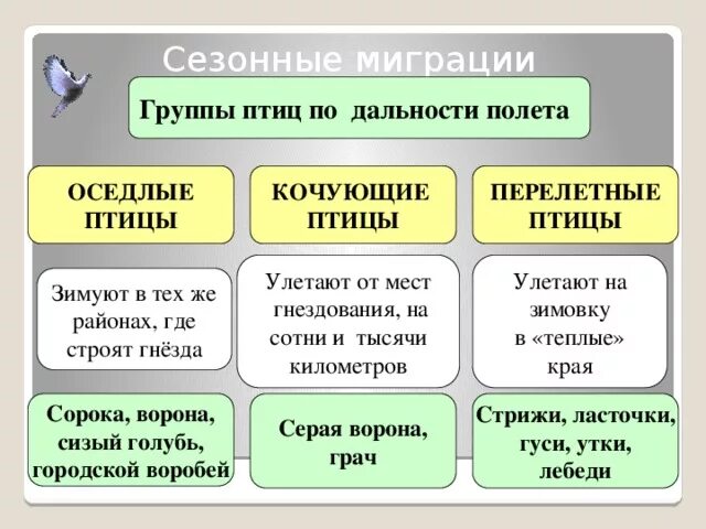 Оседлые Кочующие и перелетные птицы. Группы птиц перелетные оседлые Кочующие. Сезонные миграции птиц оседлые Кочующие перелетные. Оседлые птицы Кочующие птицы перелетные птицы.