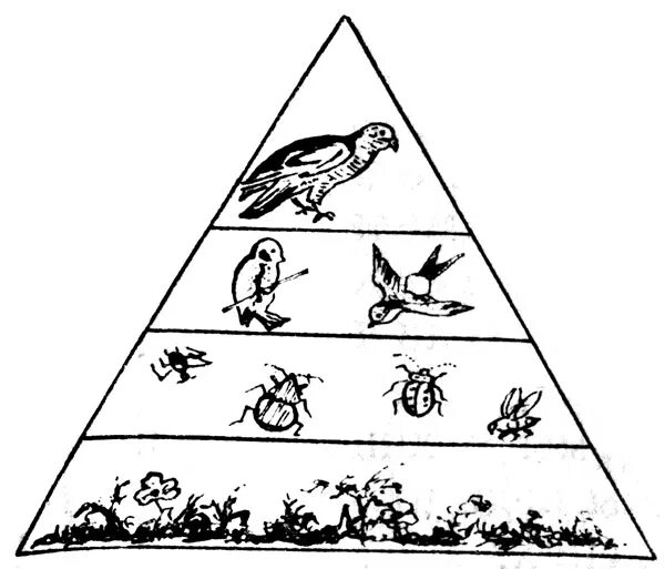 цепи питания экологические пирамиды