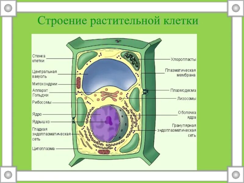 Растия строение. Строение растения. Почему строения растения животные. Почему строения растения животные. Строение вегетативных органов.