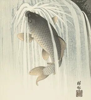 (Cyprinus carpio carpio) 