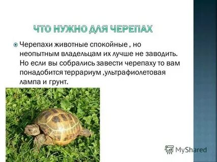 Тип развития черепахи