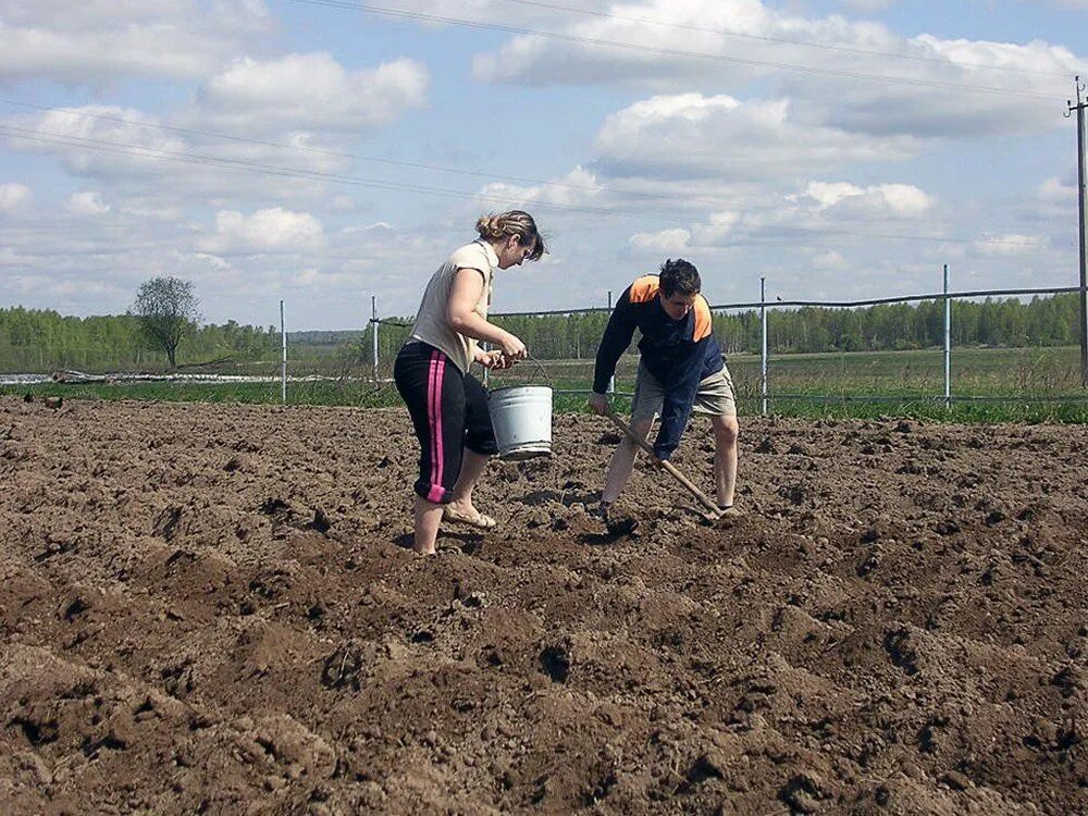 Сажать картошку. Посадка картофеля. Сажание картошки. В огороде про картофель посадка. Посадка картошки правильно