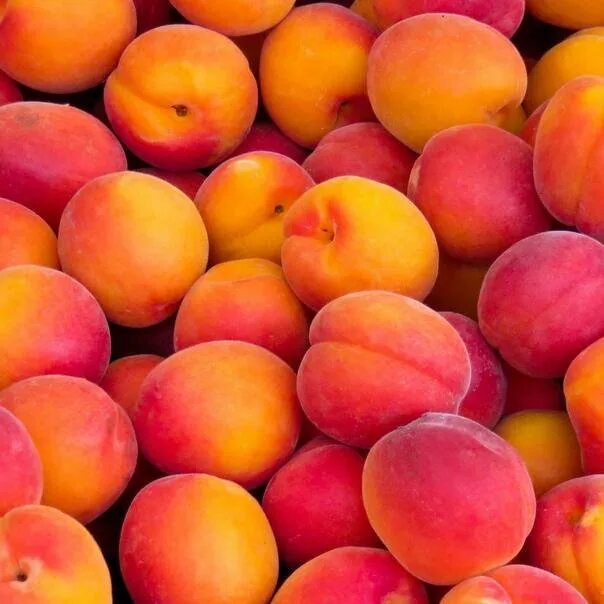 Нектарин. Абрикос прищепа на столе. Абрикос харкот. Абрикос эдельвейс. Абрикос домашний.