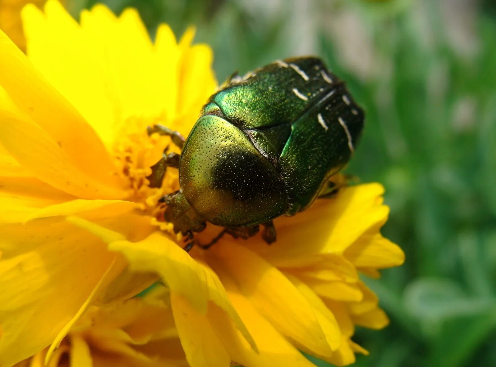 May bug