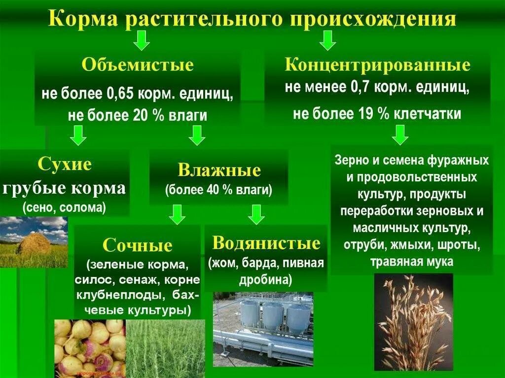 Растительный тип питания