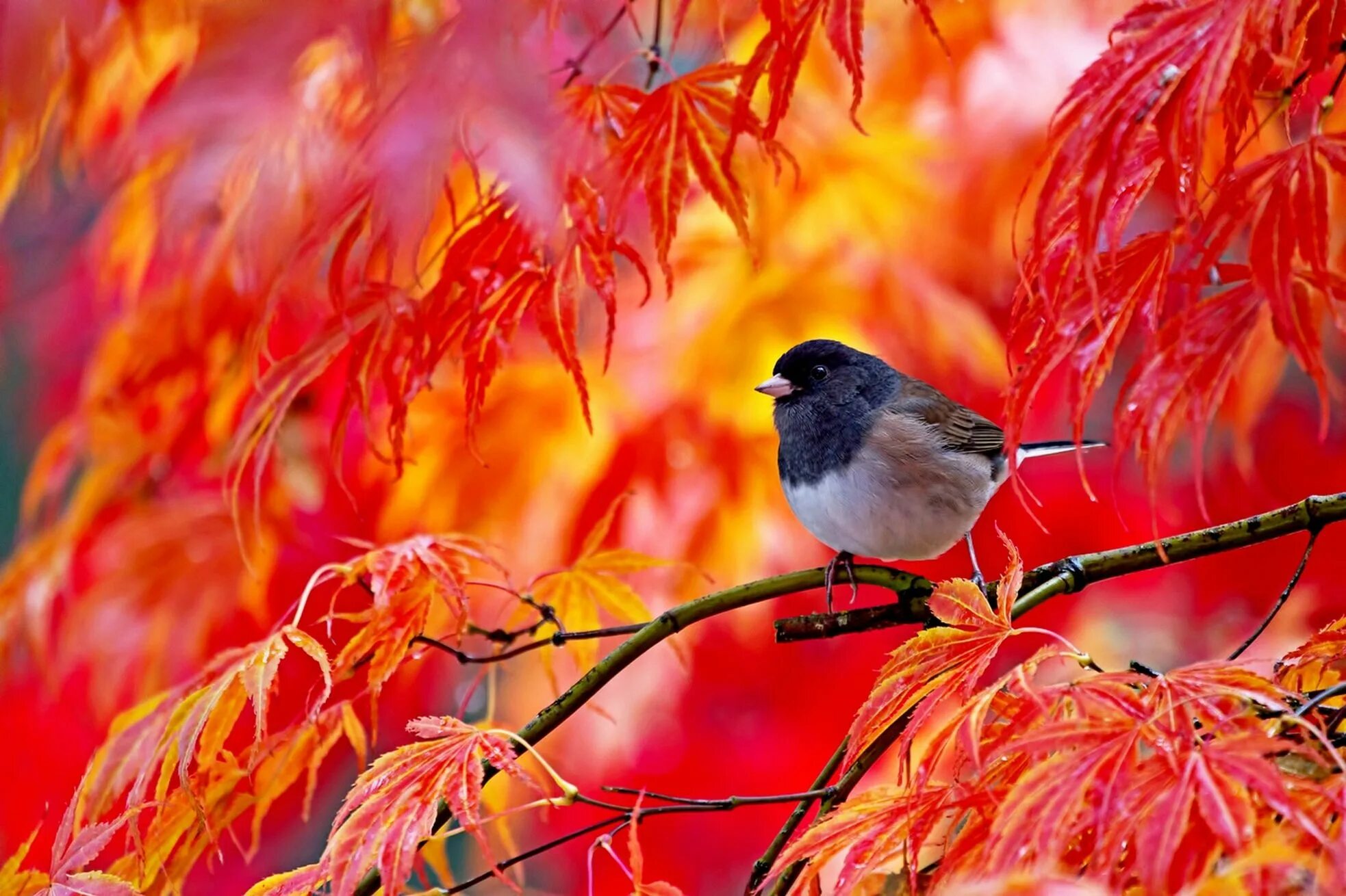 Autumn birds. Осенние птицы. Осень птицы. Птицы в осеннем лесу. Красивая осень.