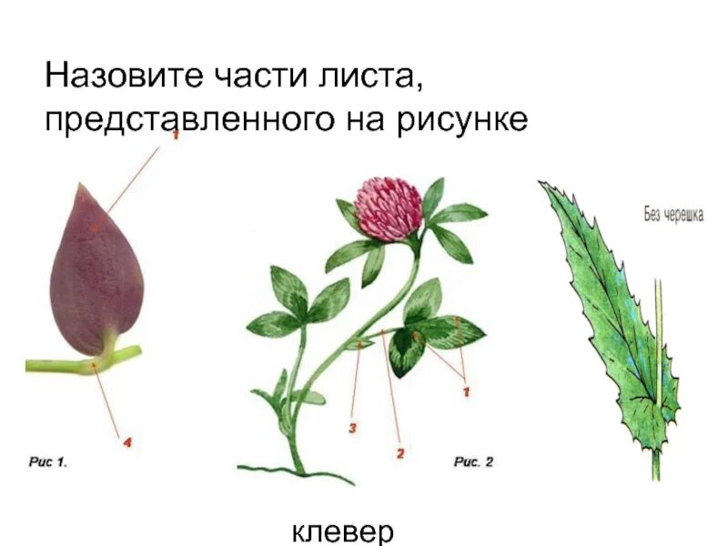 Клевер тип листа. Листорасположение клевера. листорасположение листьев клевера. клевер черешковый или сидячий. листорасположение клевера лугового.