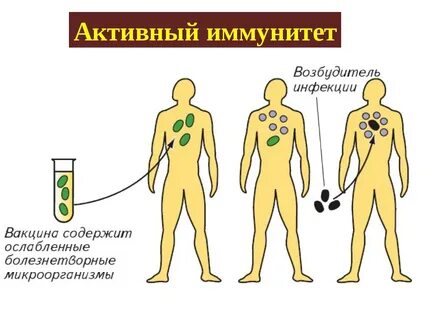 Естественный активный иммунитет возникает