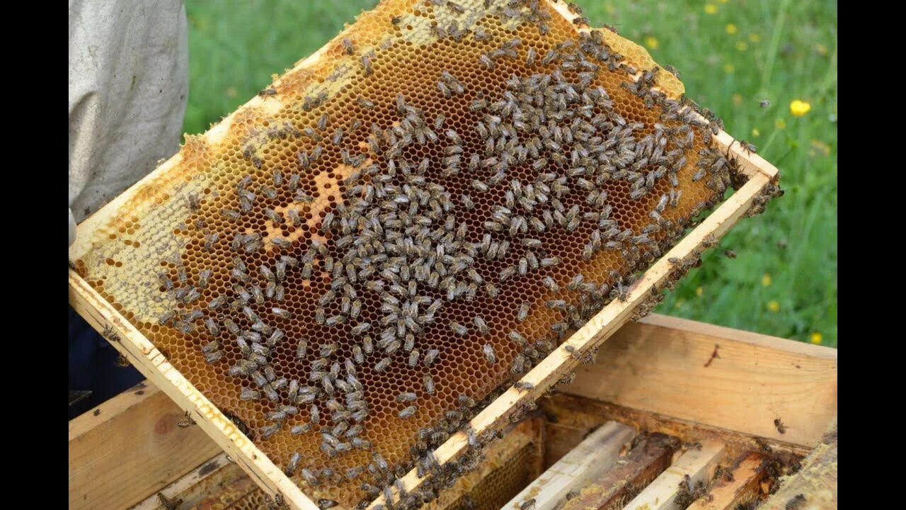 Улей для пчел. Пчелиная рамка. Пчелиная рамка с расплодом. Пчелы в улье. Купить пчелосемьи в 2024 году