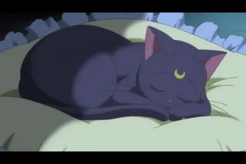 Cat nap r34