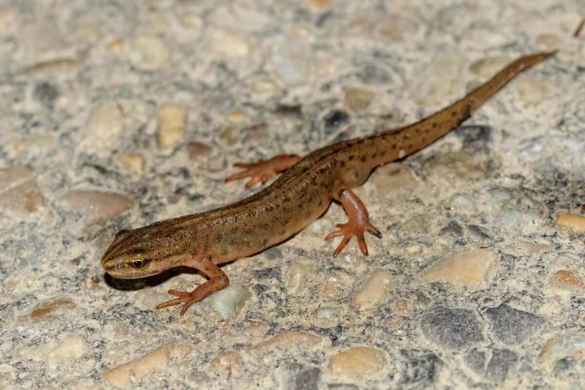 Обыкновенный тритон. Тритон ящерица обыкновенная. Тритон ланца. Кавказский обыкновенный тритон. Земноводные амфибии тритон.