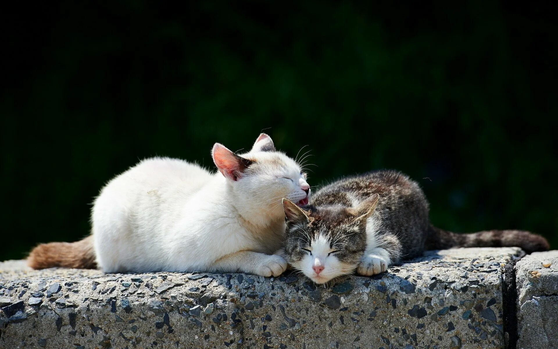 Кошки любовь. Кошки нежность. Ласковая кошка. Картинки с любящими котиками