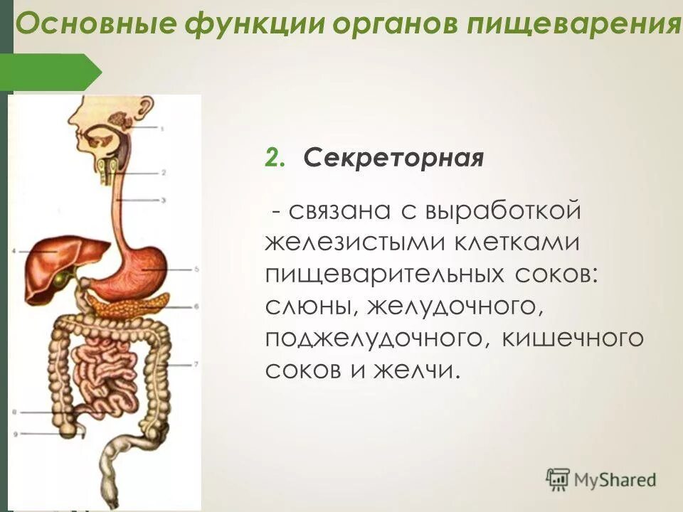 Основные пищеварительные функции