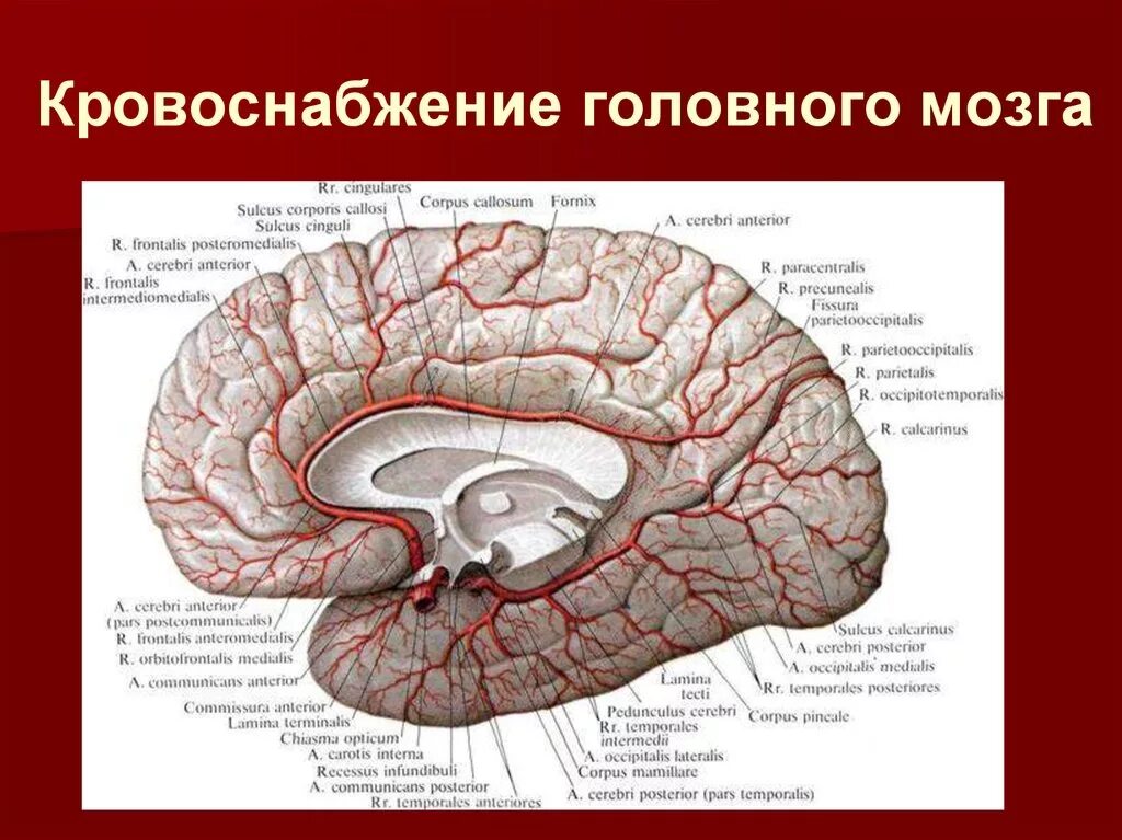 Артерии головного мозга медиальная поверхность. Кровоснабжение мозолистого тела головного мозга. Анатомия головного мозга человека кровоснабжение. Артерии головного мозга Сагиттальный срез. Мозговые артерии латынь