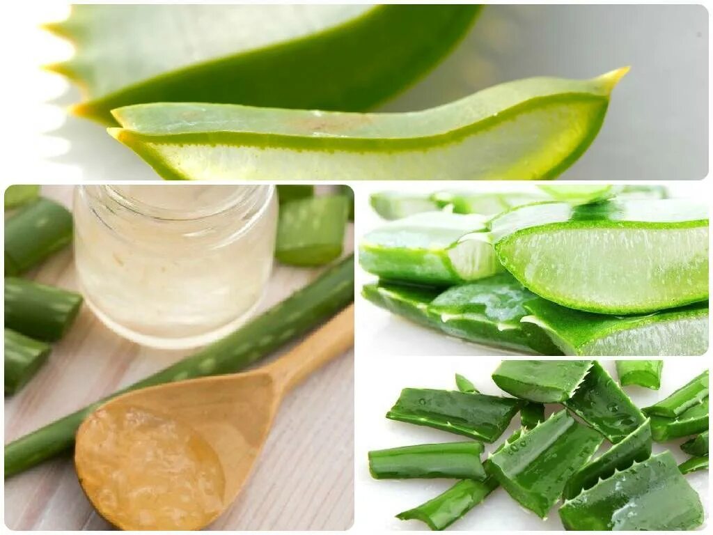 Как пить алоэ. Лекарство из алоэ. Алоэ гербалайф. Полезные рецепты из столетника. Как приготовить лекарство тз алоя.