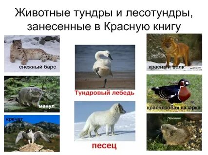 Красная книга тундры 4 класс окружающий мир