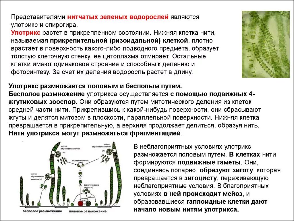 Стадия жизненного цикла водорослей. Жизненный цикл зеленых водорослей улотрикс. Нитчатый таллом улотрикса. Строение спирогиры и улотрикса. Жизненный цикл Ulothrix.