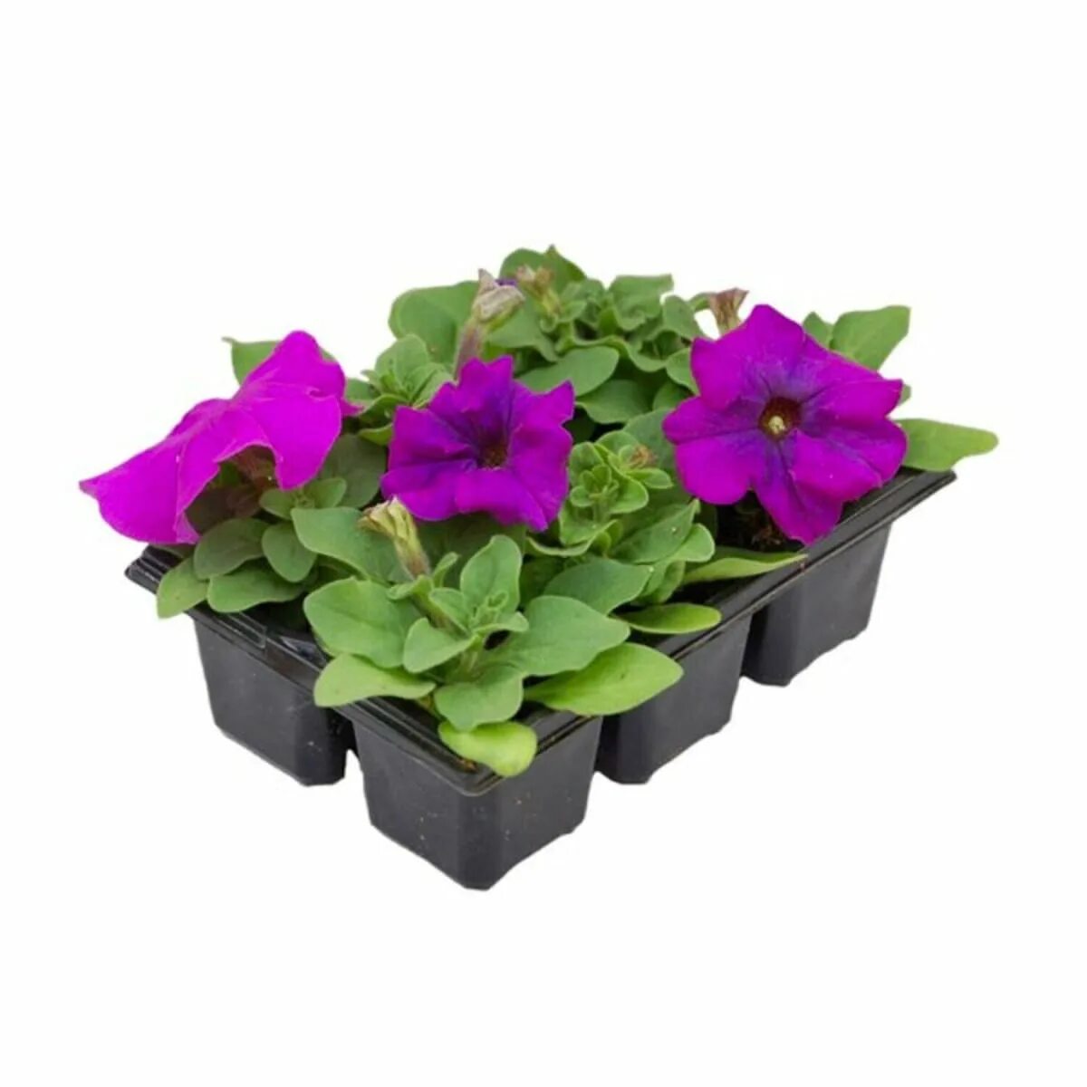 Виола цветы рассада. Маттиола леруа мерлен. Петуния ампельная рассада. Петуния браво purple. Петуния ампельная рассада.