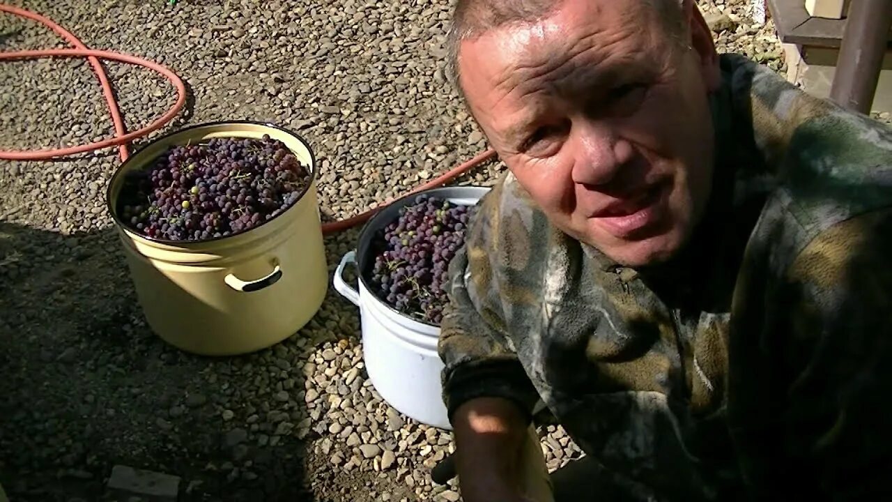 10 килограмм винограда. Полкило винограда. Килограмм винограда. Чача из винограда. Фото 100 килограмм винограда.